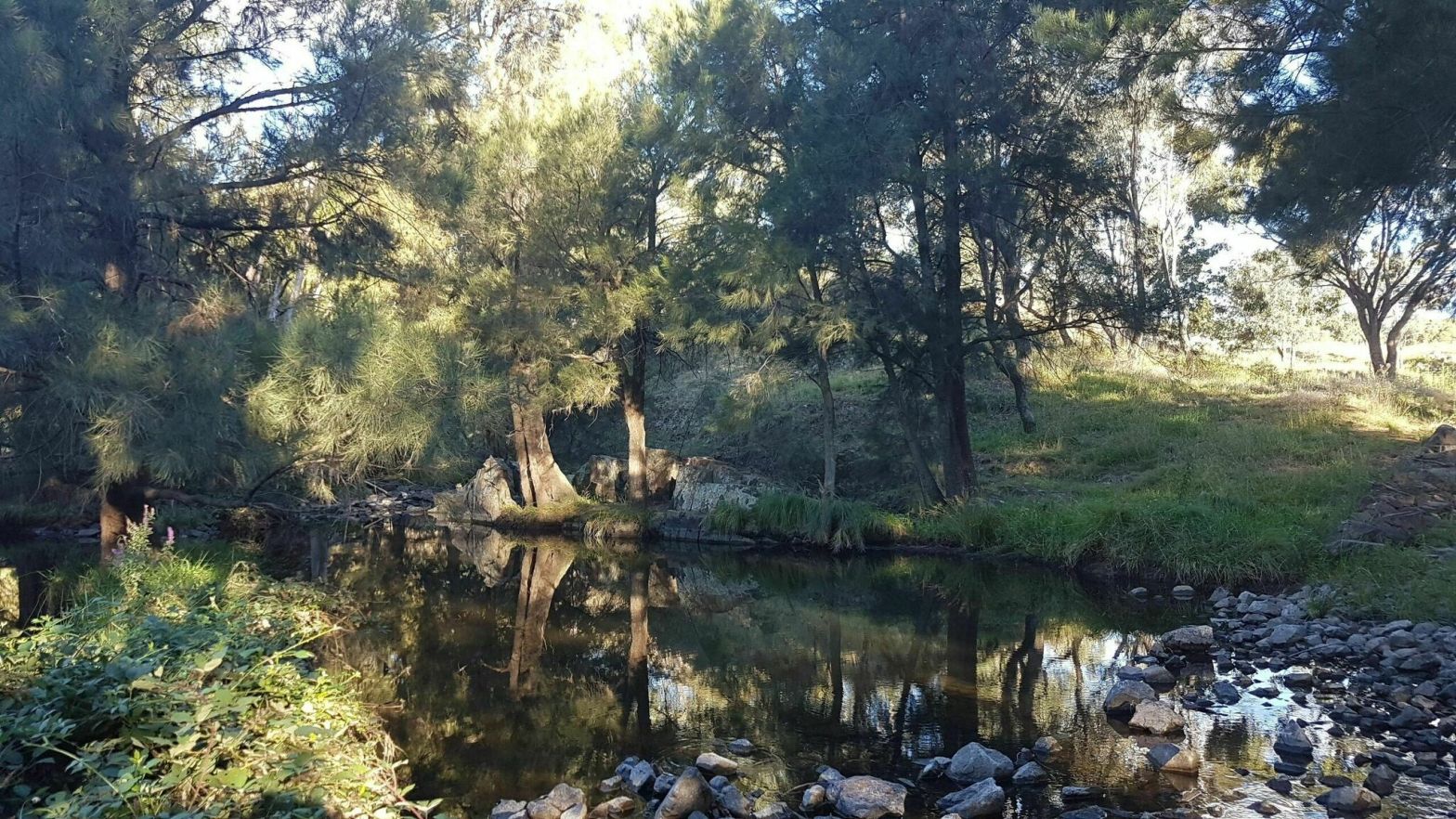 Tree reflections in the creek.
