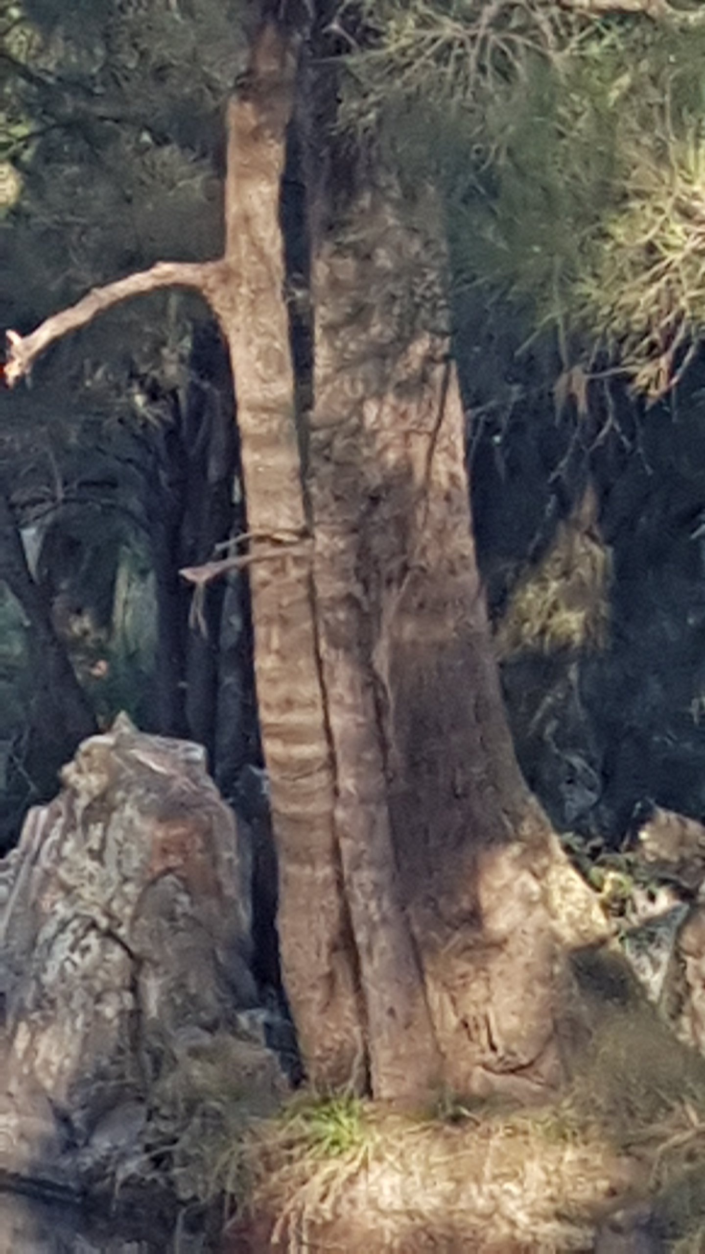 Walking along Tuggeranong Creek, Urambi © Tracey M Benson