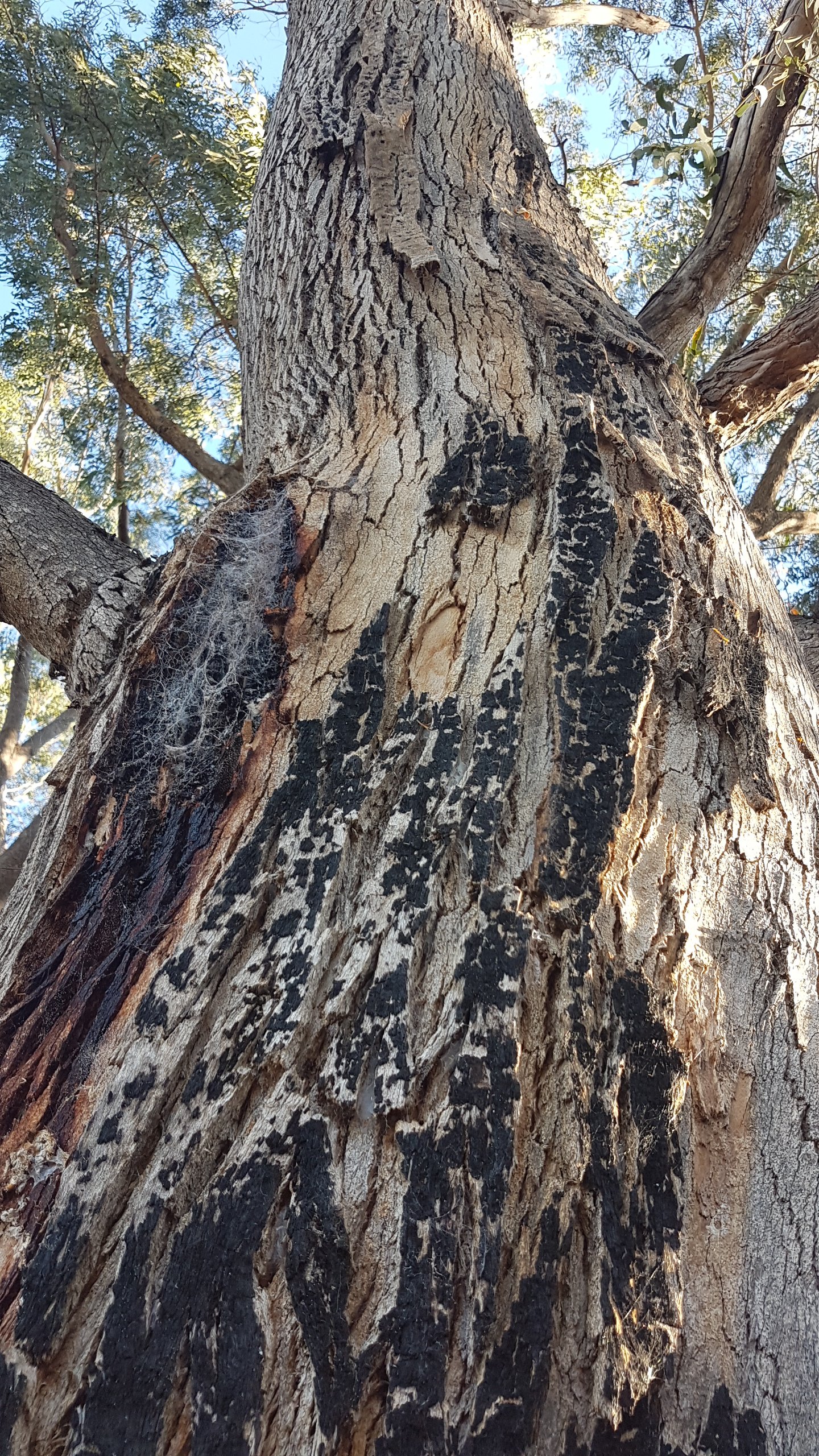 Walking along Tuggeranong Creek, Urambi © Tracey M Benson