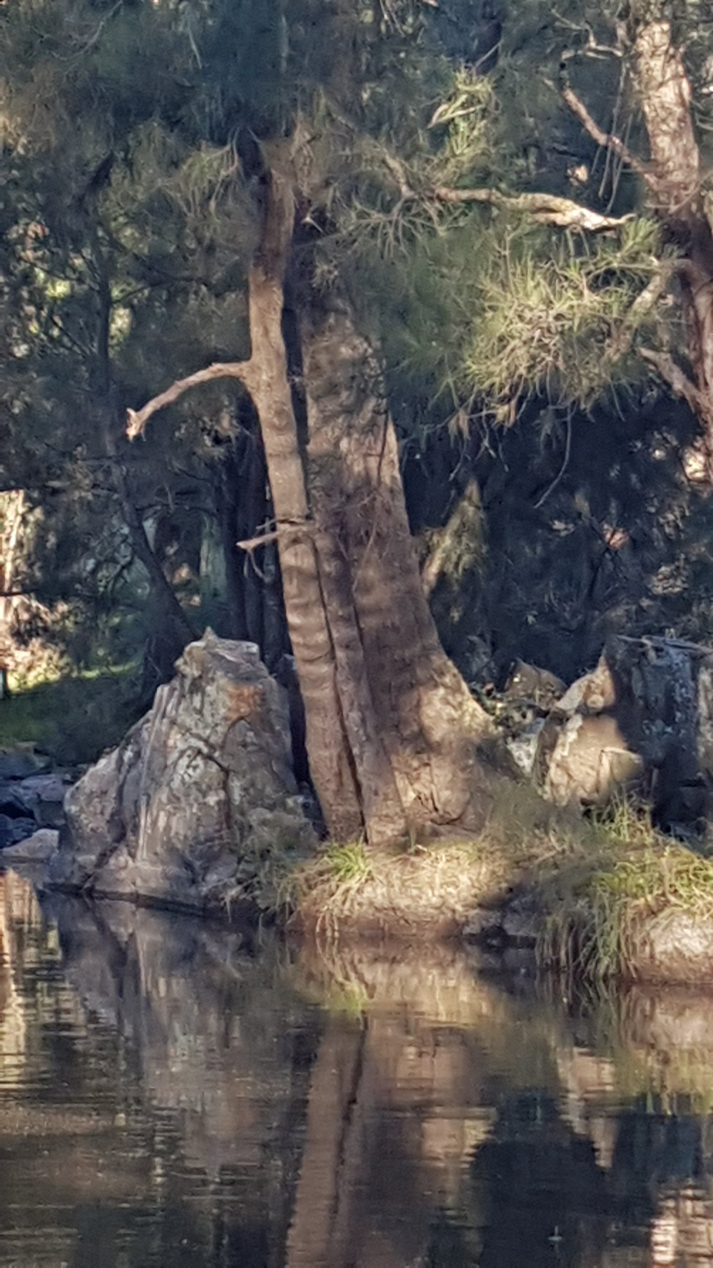 Walking along Tuggeranong Creek, Urambi © Tracey M Benson