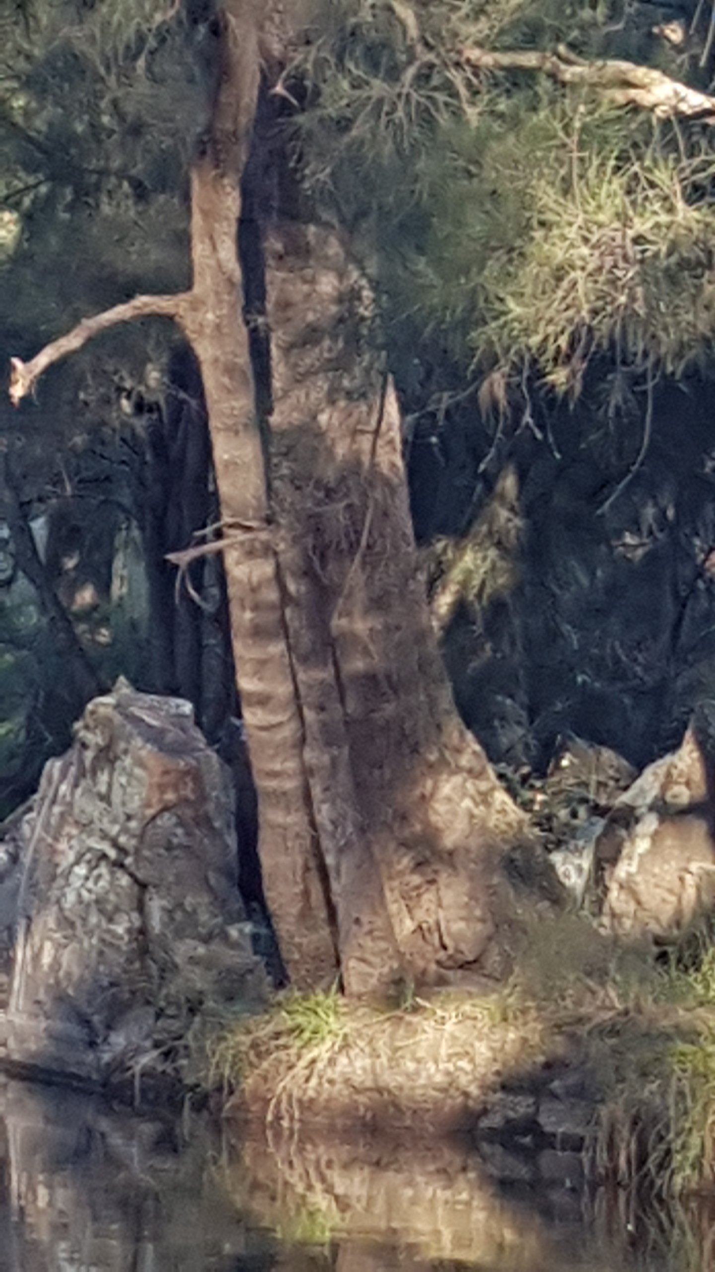 Walking along Tuggeranong Creek, Urambi © Tracey M Benson