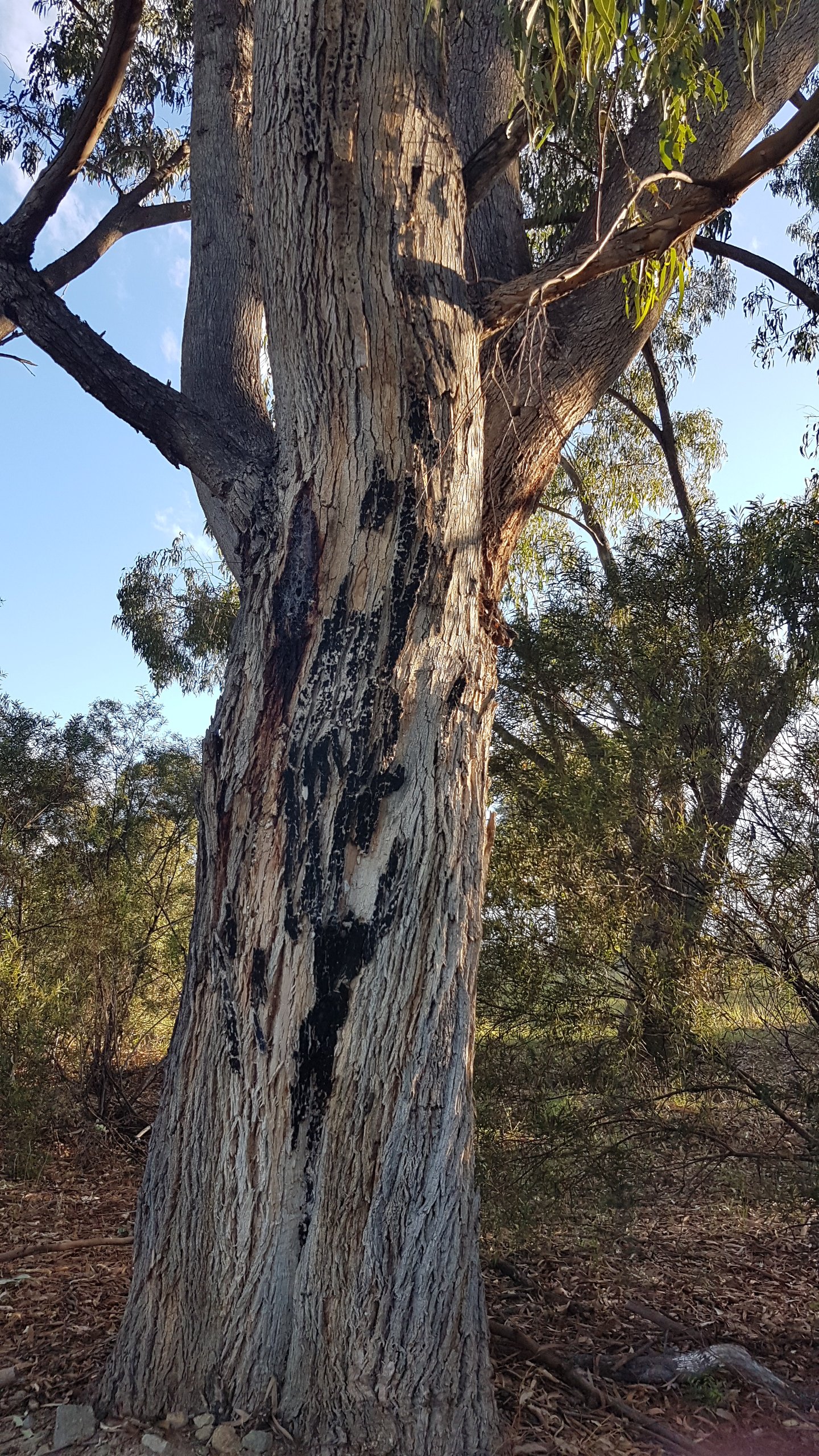 Walking along Tuggeranong Creek, Urambi © Tracey M Benson