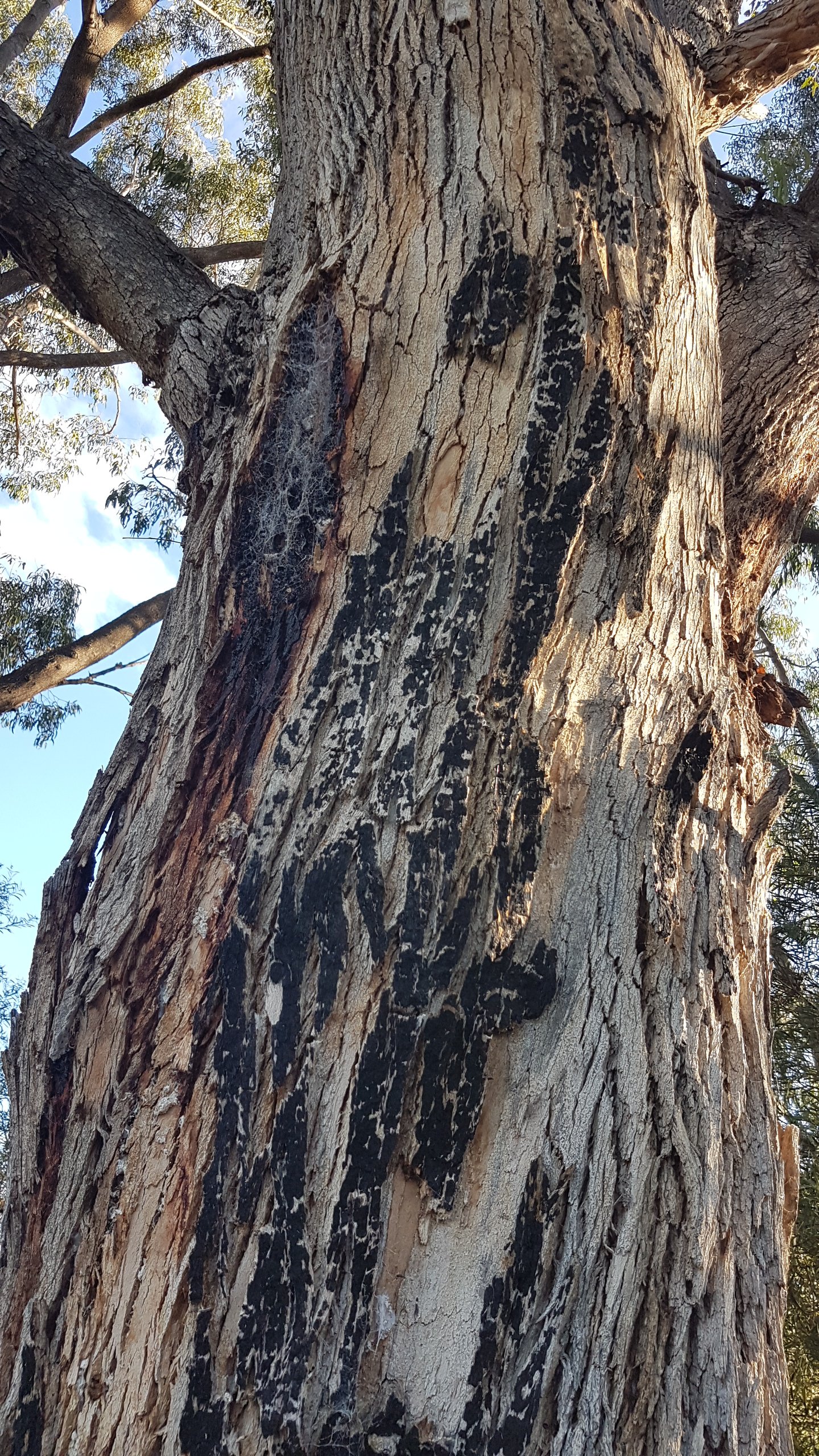 Walking along Tuggeranong Creek, Urambi © Tracey M Benson