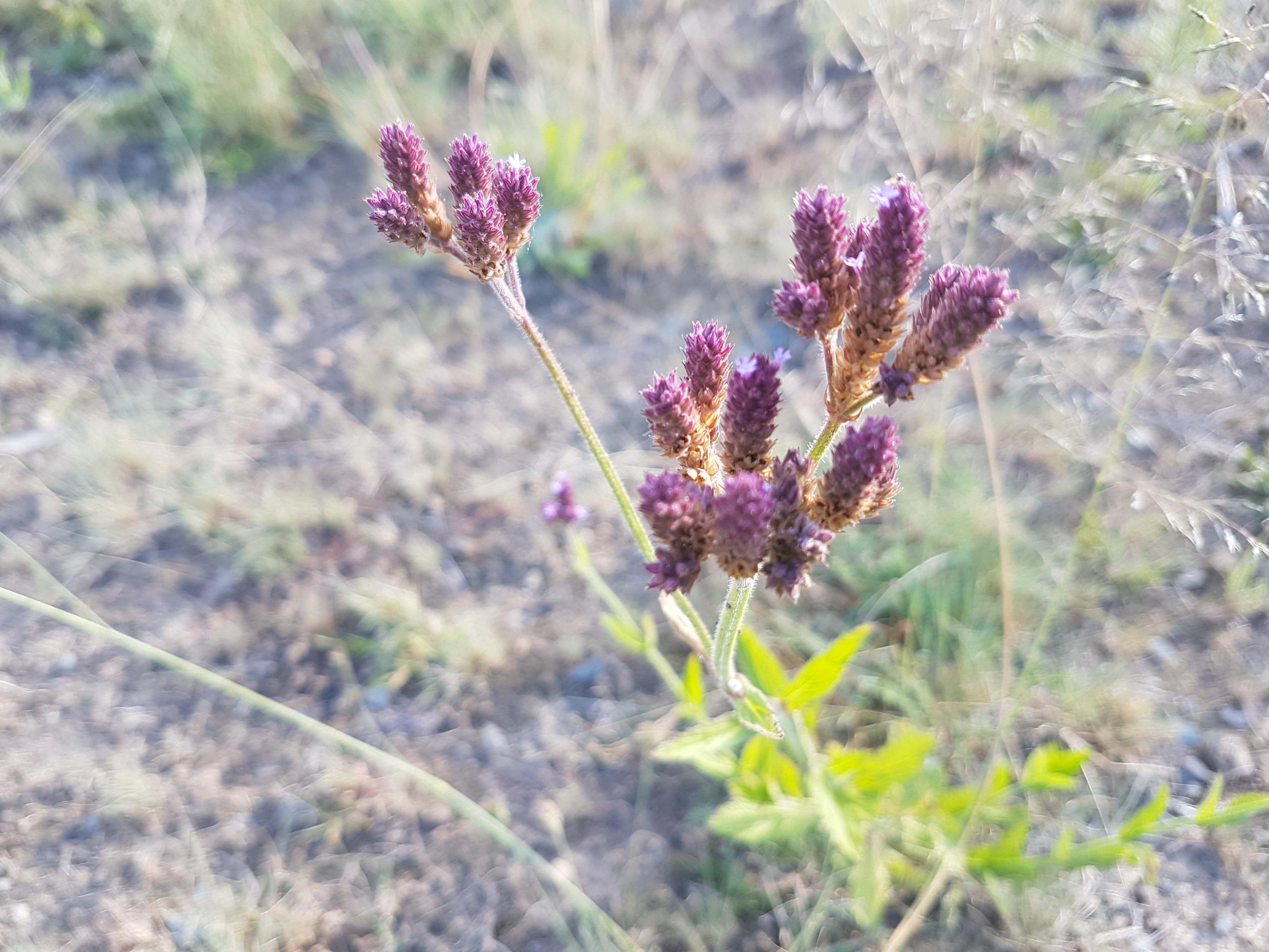 Walking meditation along Tuggeranong Creek, Urambi © Martin Drury