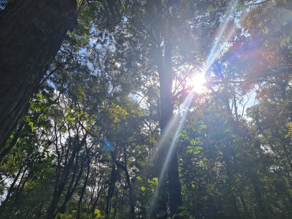 AHReed Park by Tracey M Benson 2022