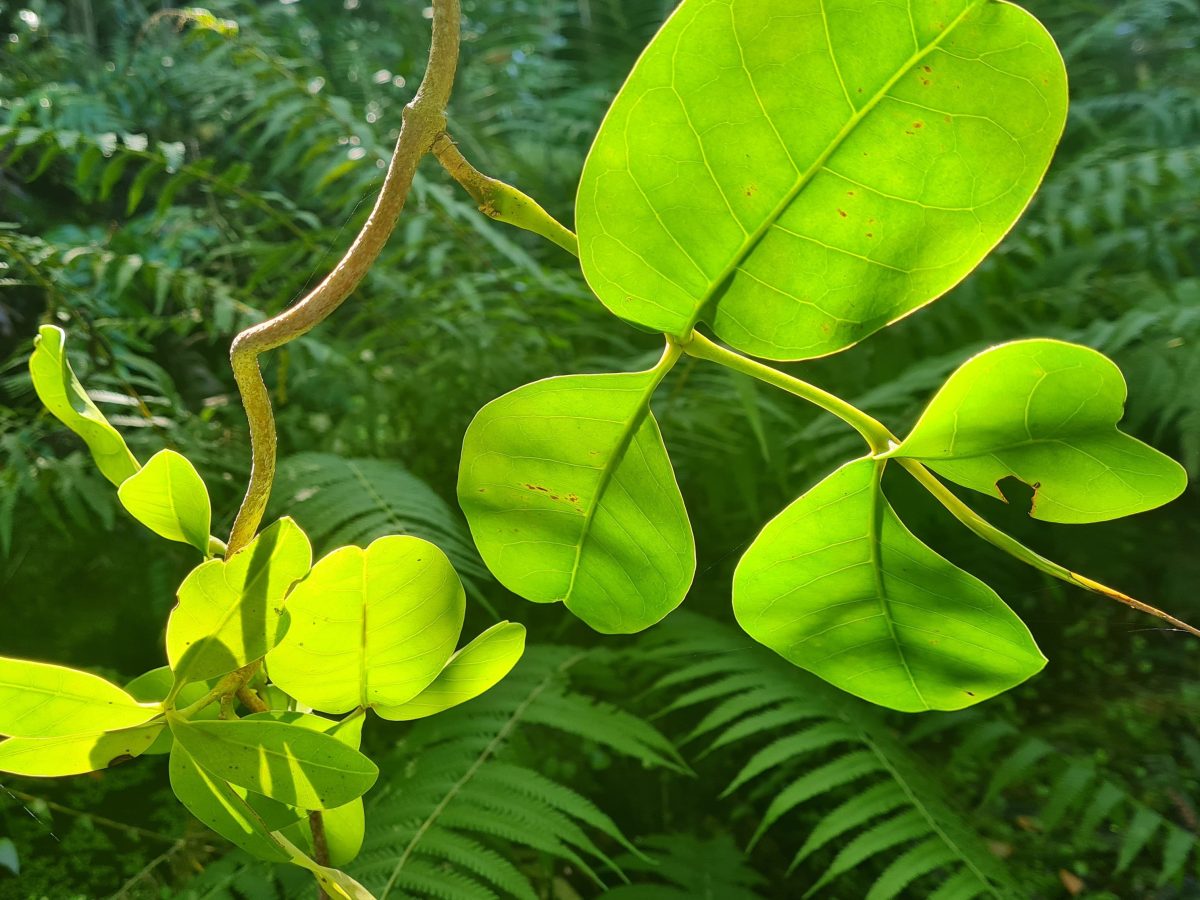 Plant play in&nbsp;Whangarei